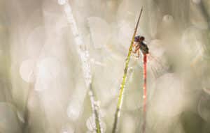 20230707 G8A8467 2 Betere Landschapsfoto