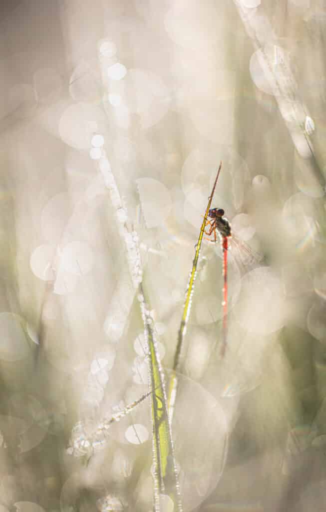 Wat kun je fotograferen in augustus? 1 Macrofotografie: de lichtcirkels zorgen voor sfeer.