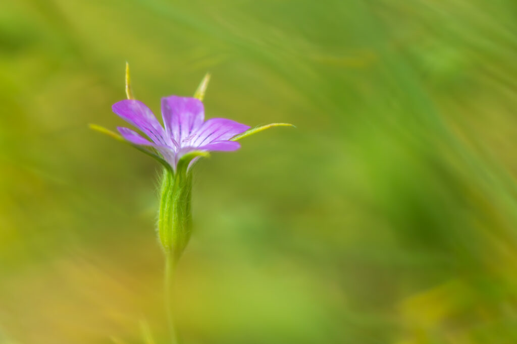 5 Tips voor soft focus macrofotografie 2 Soft Focus Macrofotografie 1 Betere Landschapsfoto