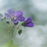 Soft-Focus-Macrofotografie