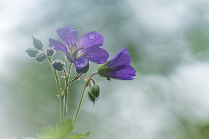 Workshop Macrofotografie Soft Focus 11 Soft Focus Macrofotografie 2 Betere Landschapsfoto