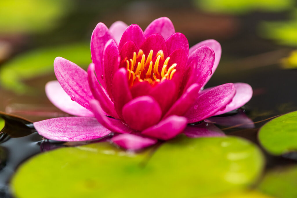 5 Tips voor soft focus macrofotografie 3 Soft Focus Macrofotografie 6 Betere Landschapsfoto