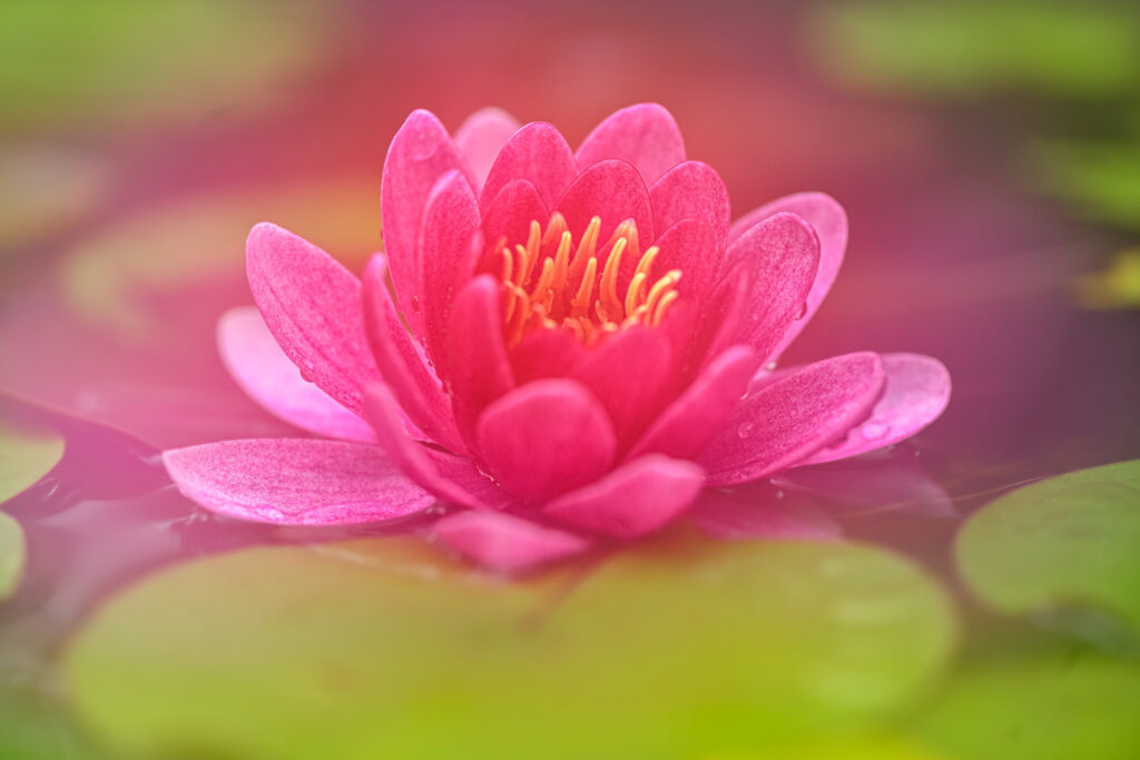 5 Tips voor soft focus macrofotografie 5 Soft Focus Macrofotografie 7 Betere Landschapsfoto