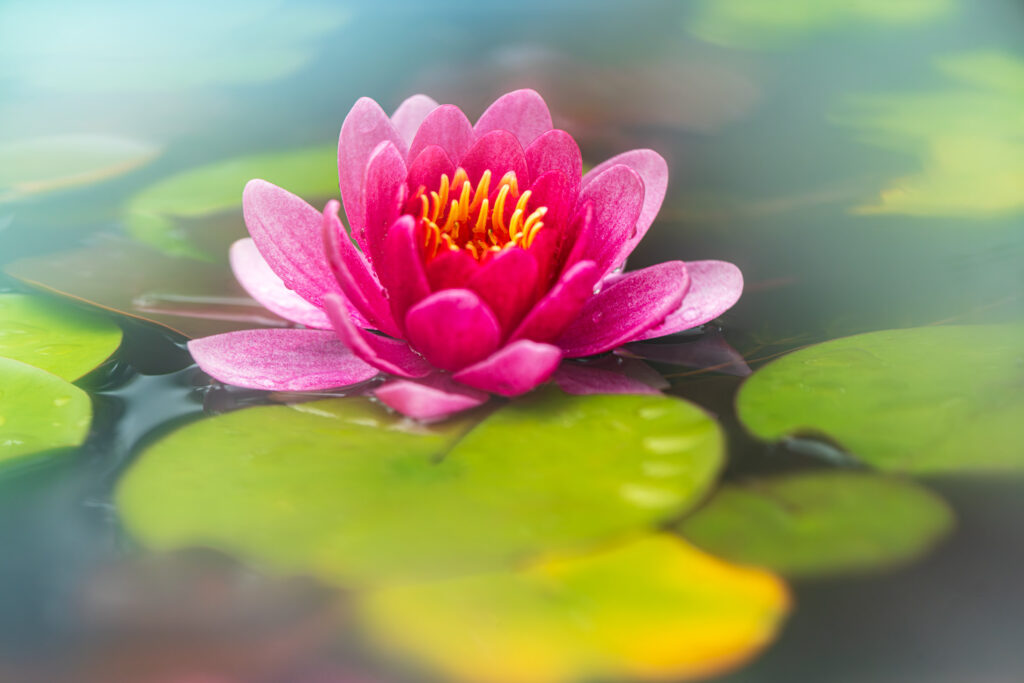 5 Tips voor soft focus macrofotografie 4 Soft Focus Macrofotografie 8 Betere Landschapsfoto