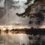 Het Perfecte Heideportret: Vang de Schoonheid van Heide Heide fotografie is meer dan het fotograferen van bloeiende heide.