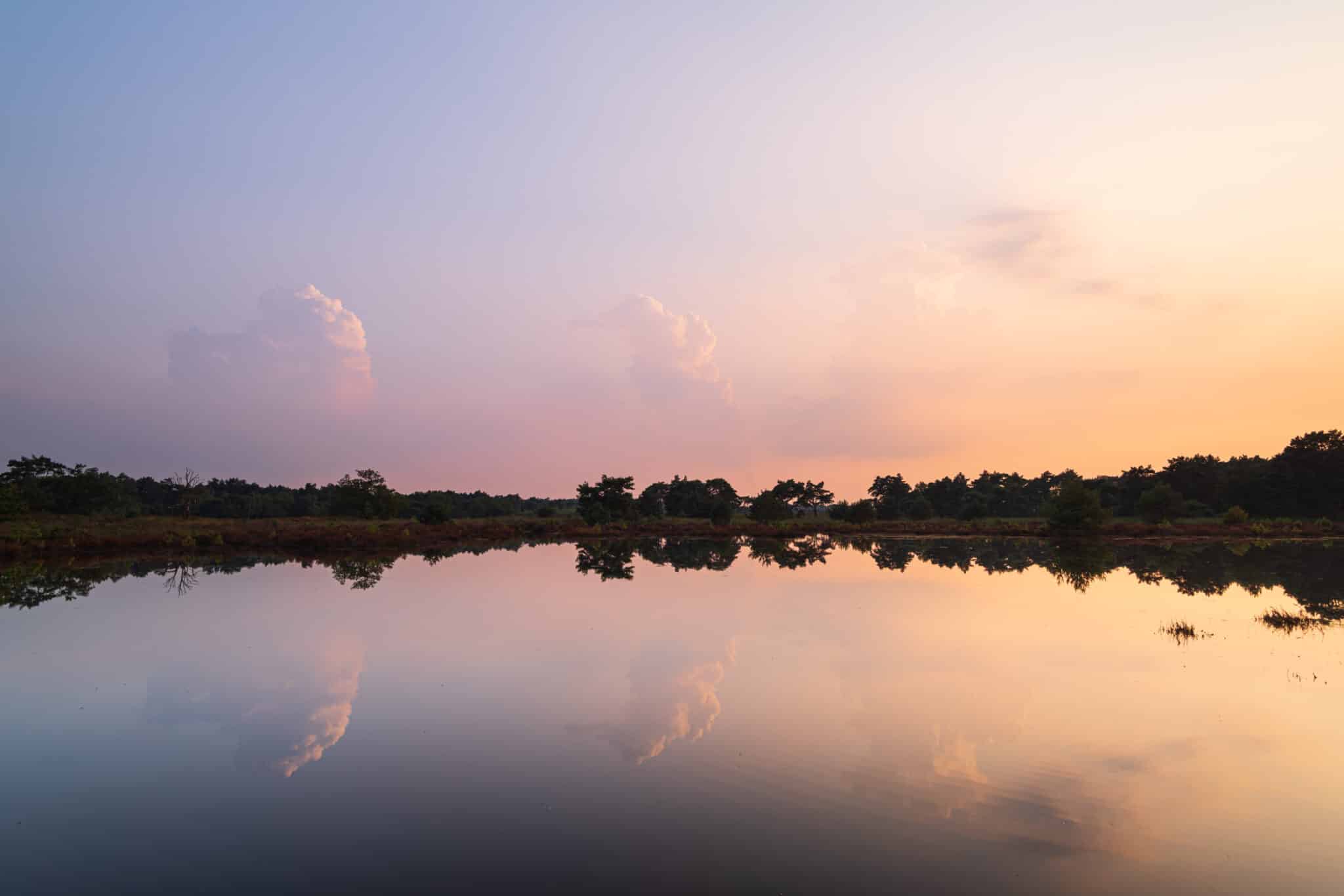 Workshop natuurfotografie Kalmthoutse Heide Zomer 2 Workshop natuurfotografie Kalmthoutse Heide Zomer - Afbeelding 2