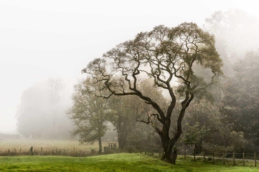 Herfstfotografie: Leg de magie van de herfst vast 2 Tree Elterwater Lake District England Betere Landschapsfoto