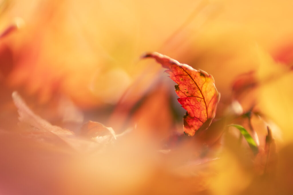 DSC8708 Betere Landschapsfoto