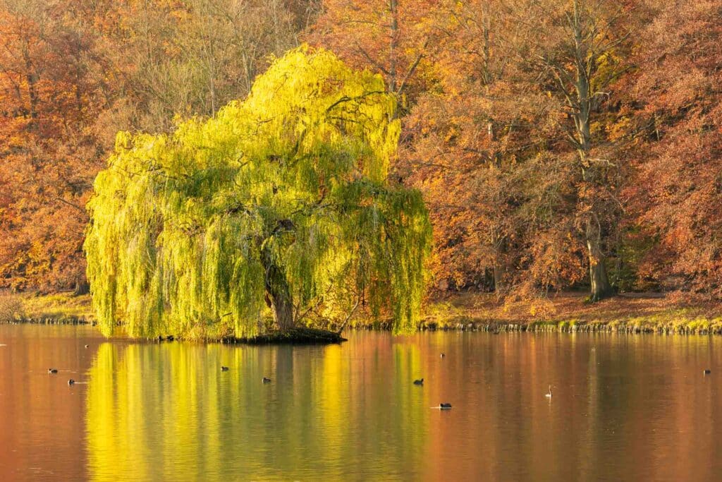 DSC8838 Betere Landschapsfoto