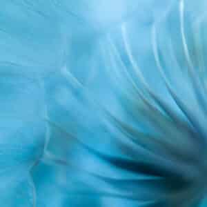 Workshop macrofotografie creatieve meervoudige belichting