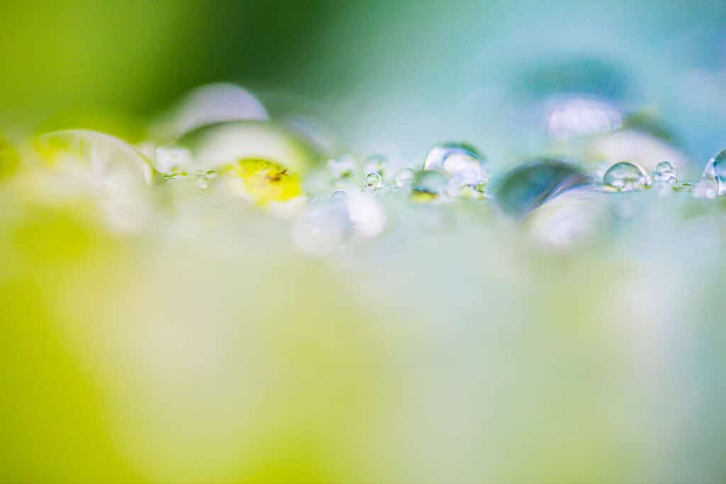 Druppels op een blad: creatieve meervoudige belichting.