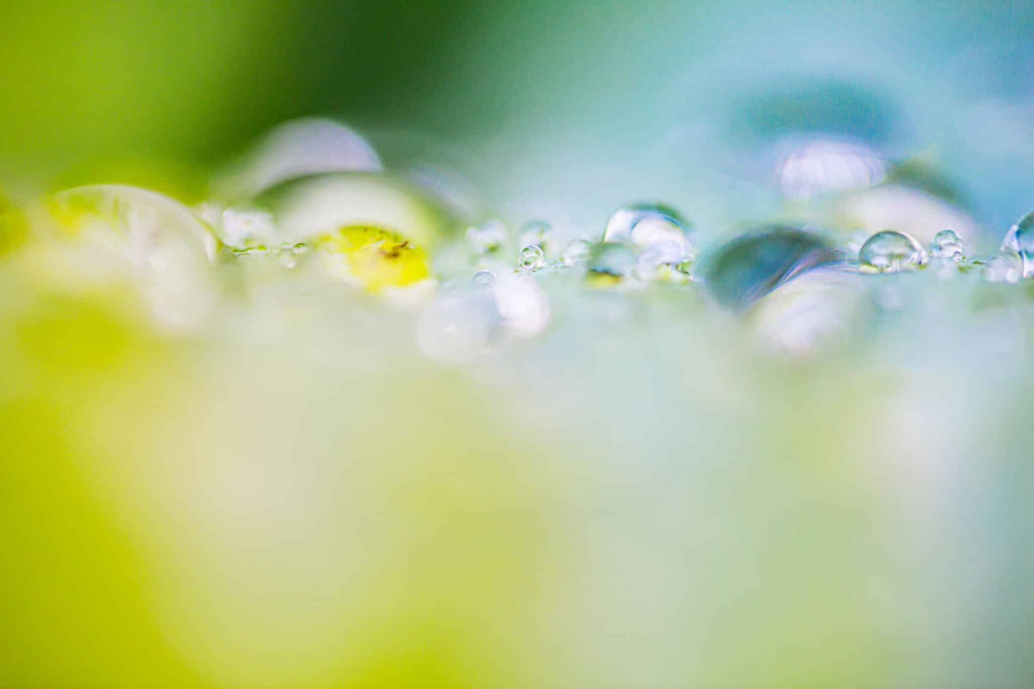Workshop macrofotografie creatieve meervoudige belichting 3 Druppels op een blad: creatieve meervoudige belichting.