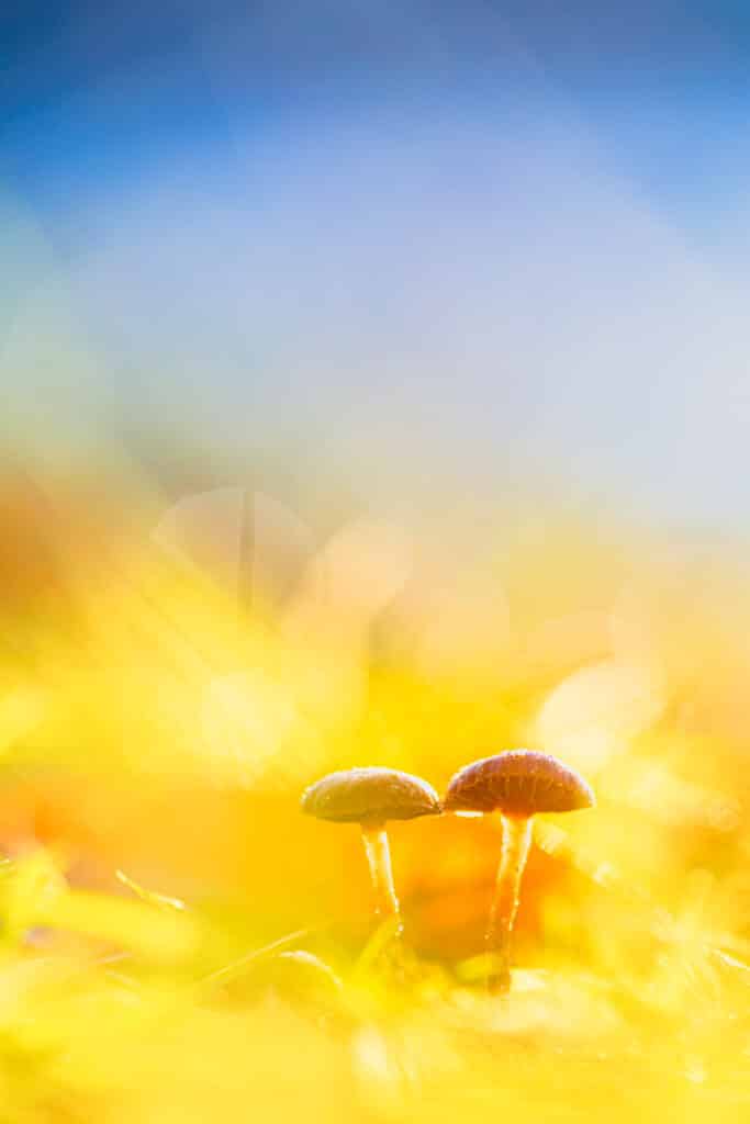 20191230 G8A0810 Betere Landschapsfoto