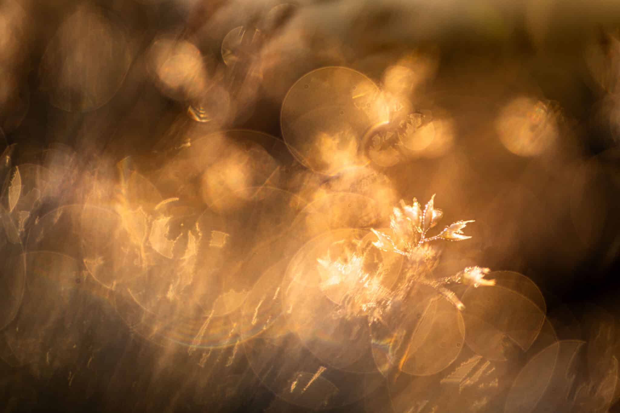 Workshop macrofotografie creatieve meervoudige belichting 4 Workshop macrofotografie creatieve meervoudige belichting - Afbeelding 4