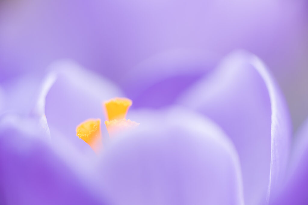 10 Inspirerende ideeën voor fotografie in februari 3 Voorbeeldfoto krokus voor 10 tips om te fotograferen in februari