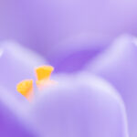 10 Inspirerende ideeën voor fotografie in februari Voorbeeldfoto krokus voor 10 tips om te fotograferen in februari