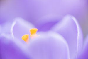 Voorbeeldfoto krokus voor 10 tips om te fotograferen in februari