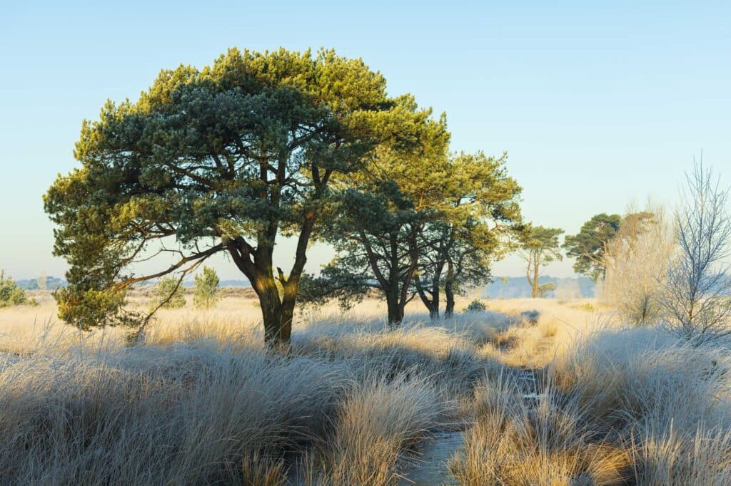 Winter op de Kalmthoutse heide 1 Foto met bomenrij op de winterse Kalmthoutse heide.