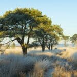 Foto met bomenrij op de winterse Kalmthoutse heide.
