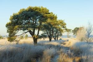 Winter op de Kalmthoutse heide 8 Foto met bomenrij op de winterse Kalmthoutse heide.
