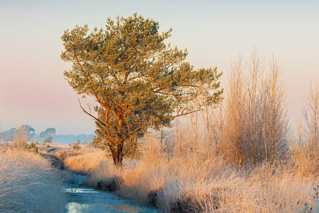 Kleur en kleurbeheer in natuurfotografie: een gids voor consistente resultaten 4 Voorbeeld Kleurpofiel 1 Betere Landschapsfoto