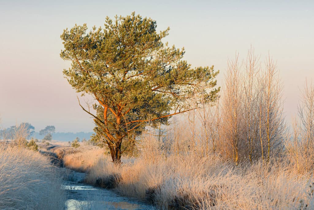 Kleur en kleurbeheer in natuurfotografie: een gids voor consistente resultaten 5 Voorbeeld Kleurprofiel 2 Betere Landschapsfoto