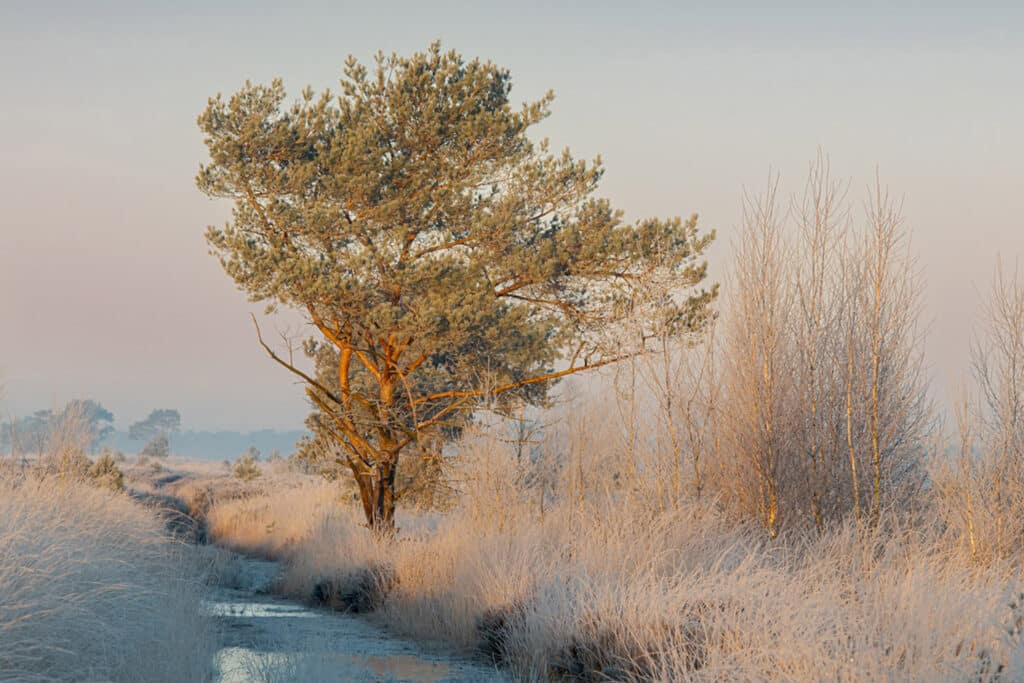 Kleur en kleurbeheer in natuurfotografie: een gids voor consistente resultaten 6 Voorbeeld Kleurprofiel 3 Betere Landschapsfoto