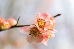 Fotograferen in maart: 10 tips voor Nederland en België 8 DSC0422 Betere Landschapsfoto