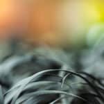 Close up van zwart gras met kleurrijke achtergrond.