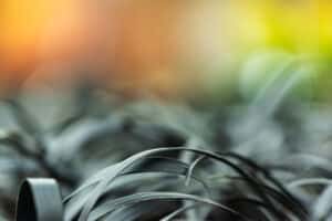 Macrofotografie: de magie van kleine details vastleggen 6 Close up van zwart gras met kleurrijke achtergrond.