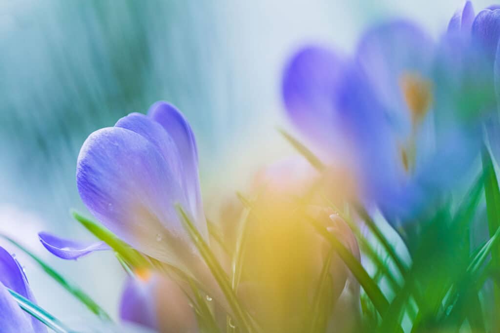 Schilderen met licht in macrofotografie.