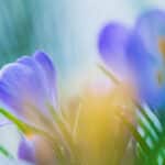 Schilderen met licht in macrofotografie.