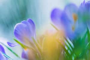 Schilderachtige resultaten met creatieve macrofotografie 7 Schilderen met licht in macrofotografie.