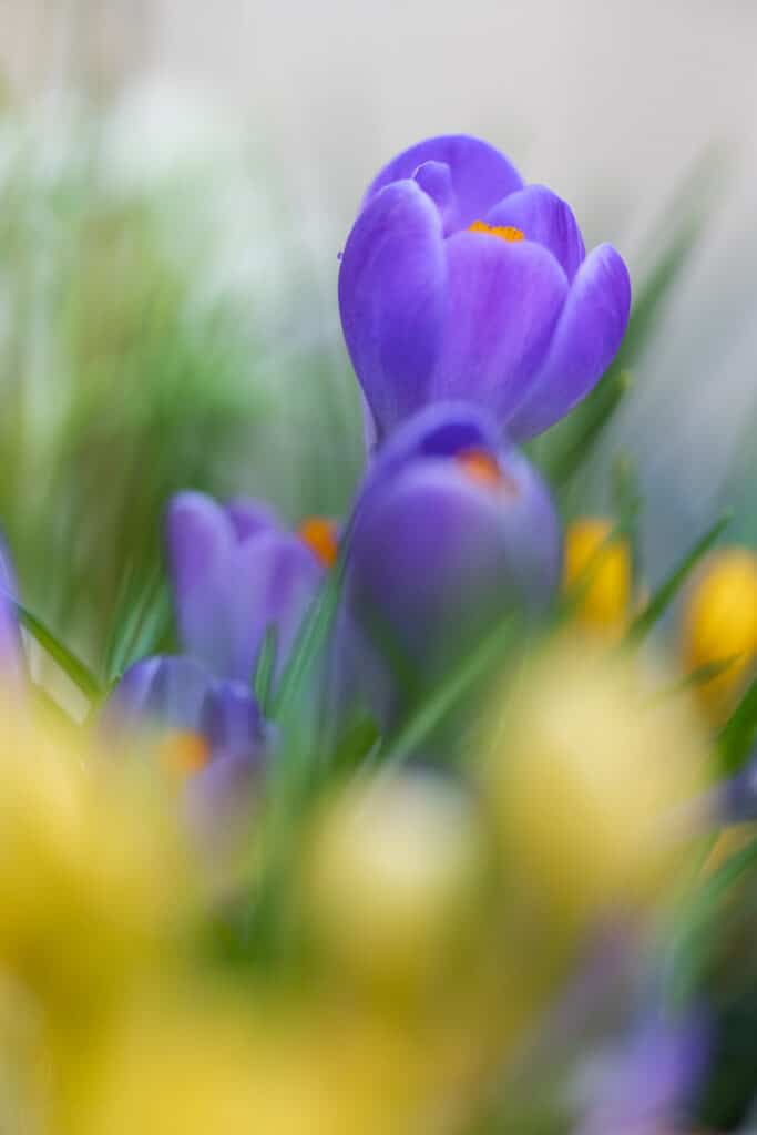 Krokussen in het voorjaar.