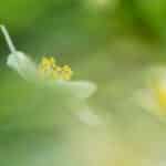 Macrofotografie-Creatieve-Meervoudige-Belichting