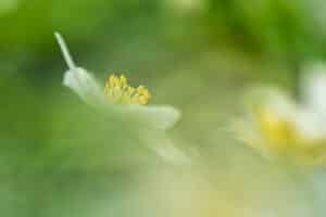 Macrofotografie: Ontdek de Kunst van Meervoudige Belichting 5 DSC3373 Betere Landschapsfoto