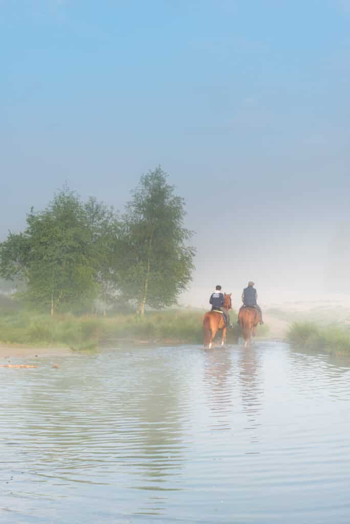 Paarden in de mist.