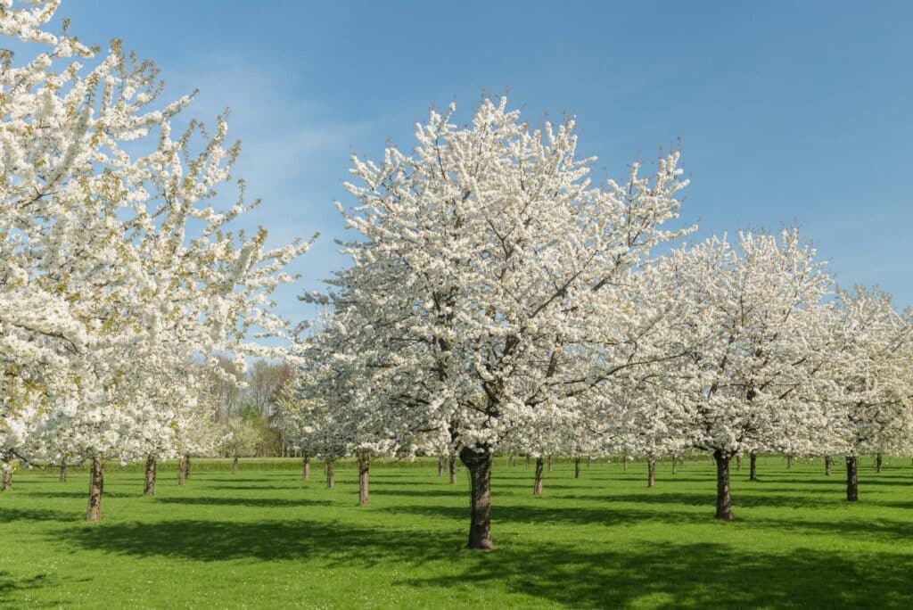 Bloesem in Zuid-Limburg