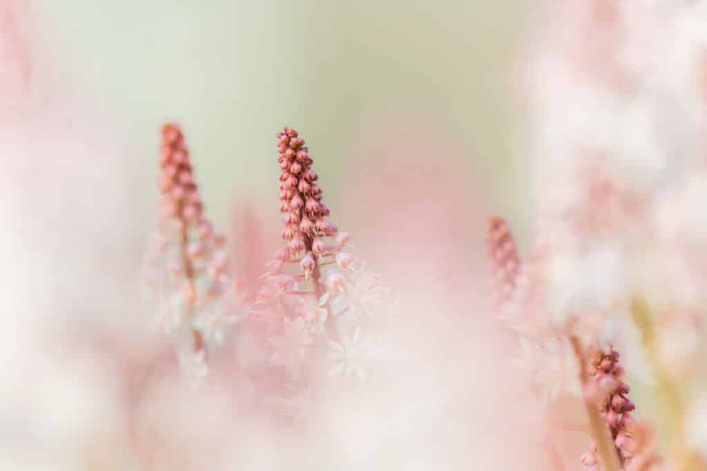 Close-up van bloemen.