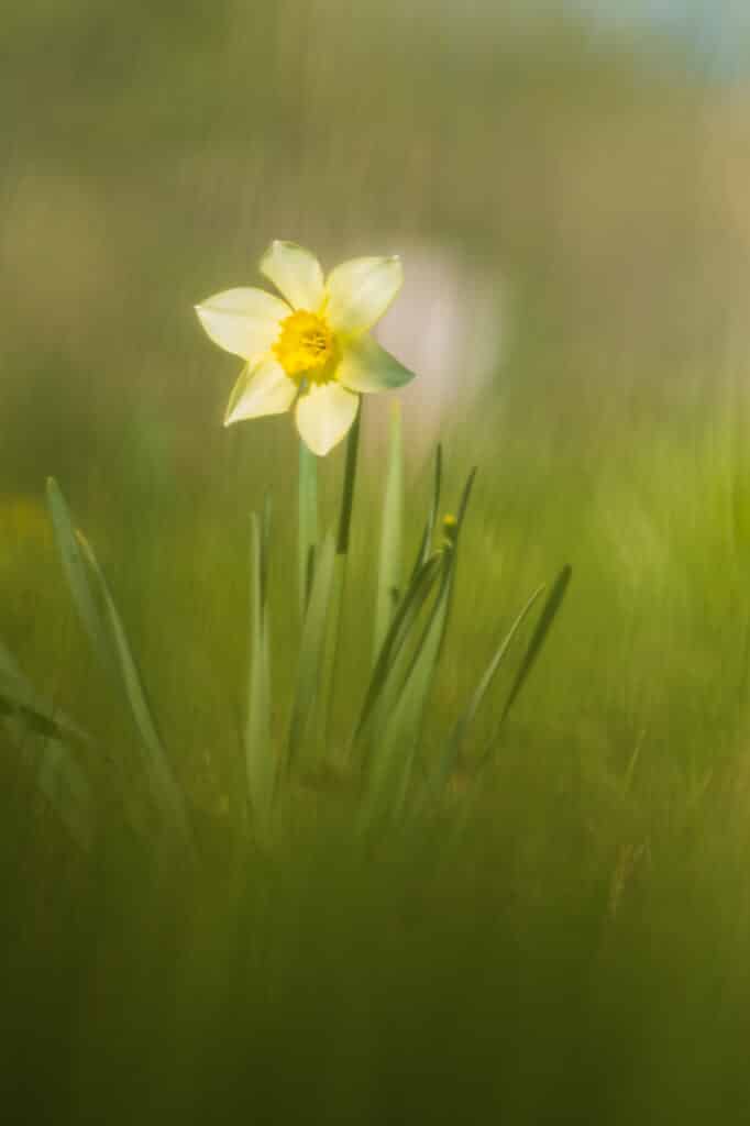 Narcis in het gras.