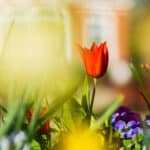 Close-up van bloemen