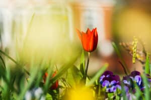 10 Dingen die je in april kunt fotograferen 5 Close-up van bloemen