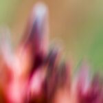 De wereld anders bekijken en vastleggen: aan de slag met abstracte fotografie Abstracte foto van een bloem.