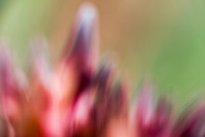 De wereld anders bekijken en vastleggen: aan de slag met abstracte fotografie 7 Abstracte foto van een bloem.