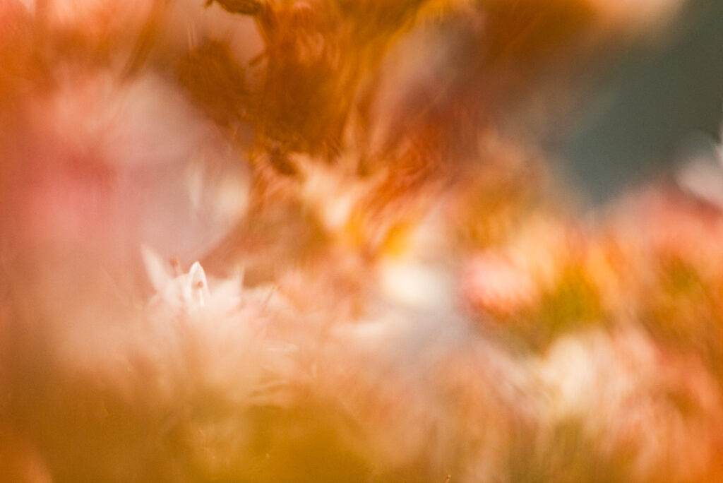 Een abstracte foto van bloemen en bladeren.