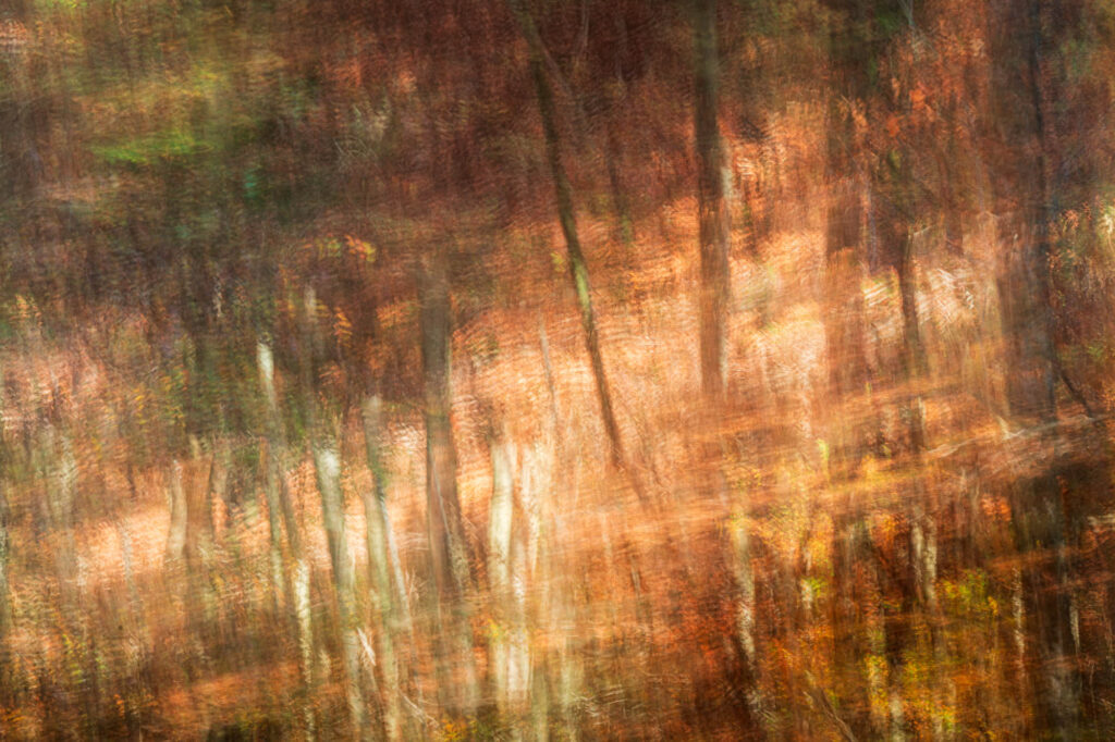 Abstracte foto van een bos.