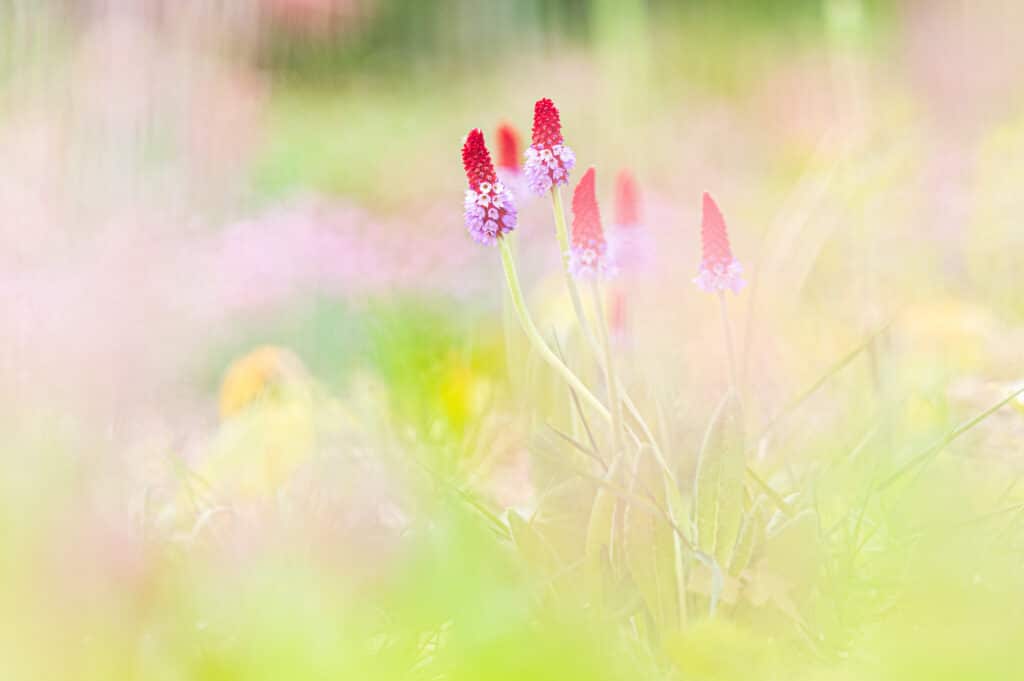 Close up van bloemen