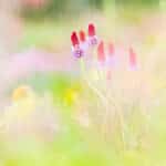 Close up van bloemen