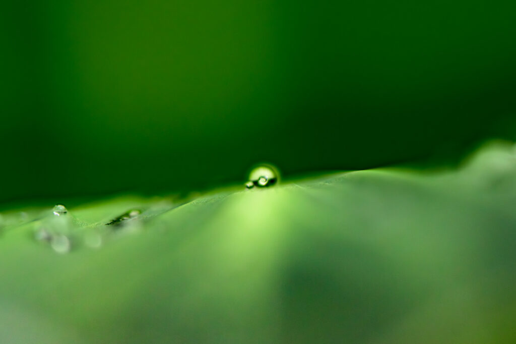 Foto van een druppel op een groen blad.