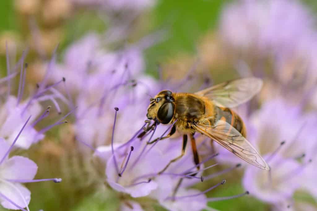 DSC3101 Betere Landschapsfoto